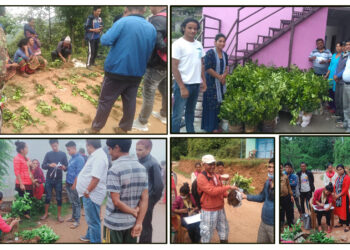 रामेछापमा किसानलाई चार हजार बढी जुनारको विरुवा वितरण