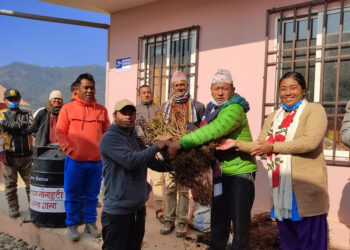 गोकुलगंगामा किसानलाई ८० प्रतिशत अनुदानमा किवीको विरुवा वितरण