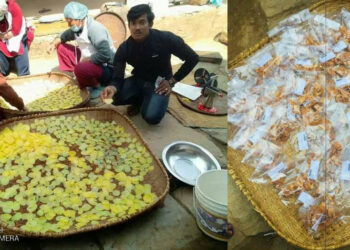 उमाकुण्ड गाउँपालिकामा आलु उत्पादन गर्ने किसानलाई नै आलु चिप्स बनाउने तालिम