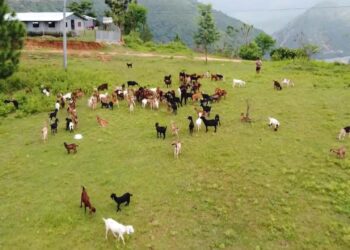 डेढ करोडको लागतमा सामुहिक बाख्रा पालन