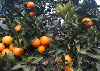 रामेछापमा जुनार जोन कार्यक्रम प्रभावकारी बन्दै, जुनार उत्पादनमा वृद्धि