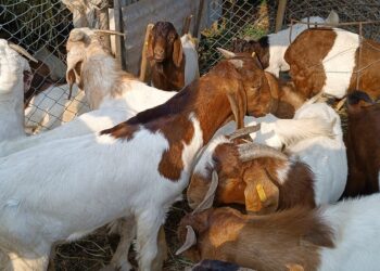 पचास प्रतिशत अनुदानमा किसानलाई उन्नत जातको बोका–पाठी वितरण